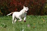 BOULEDOGUE AMERICAIN 382